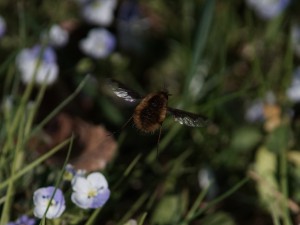 Wollschweber im Flug Wollschweber im Flug
