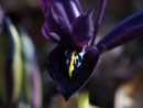 Zwergirisbl&uuml;te mit Wassertropfen