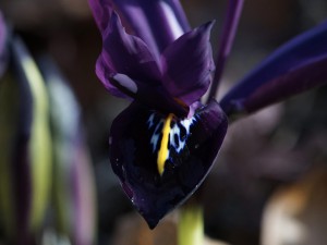 Zwergirisblüte mit Wassertropfen Zwergirisblüte mit Wassertropfen
