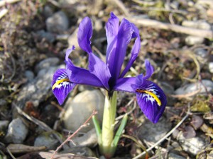 Blaue Netzblattiris 1 Blaue Netzblattiris 1