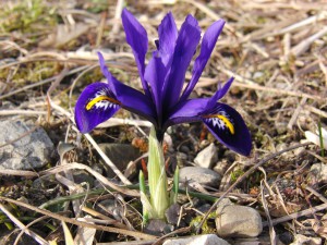 Blaue Netzblattiris 2 Blaue Netzblattiris 2