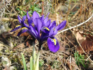 Blaue Netzblattiris 3 Blaue Netzblattiris 3