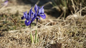 Blaue schönheit im Stroh Blaue schönheit im Stroh