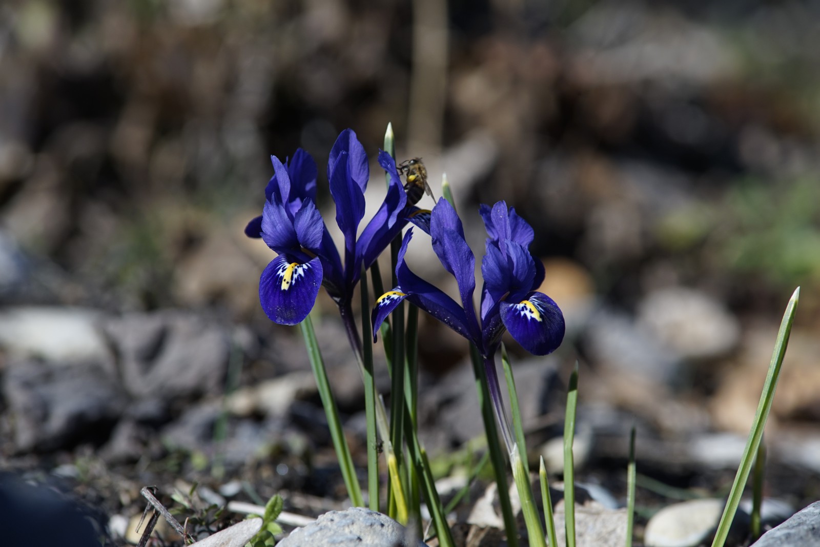 Blaue Zwergiris mit Besuch Blaue Zwergiris mit Besuch