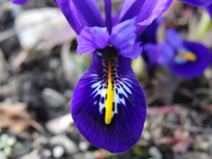 Blaue Zwergirisblüte Blaue Zwergirisblüte