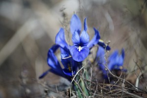 Blaues leuchten Blaues leuchten