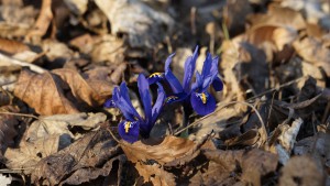 Ersten Farben im alten Laub Ersten Farben im alten Laub