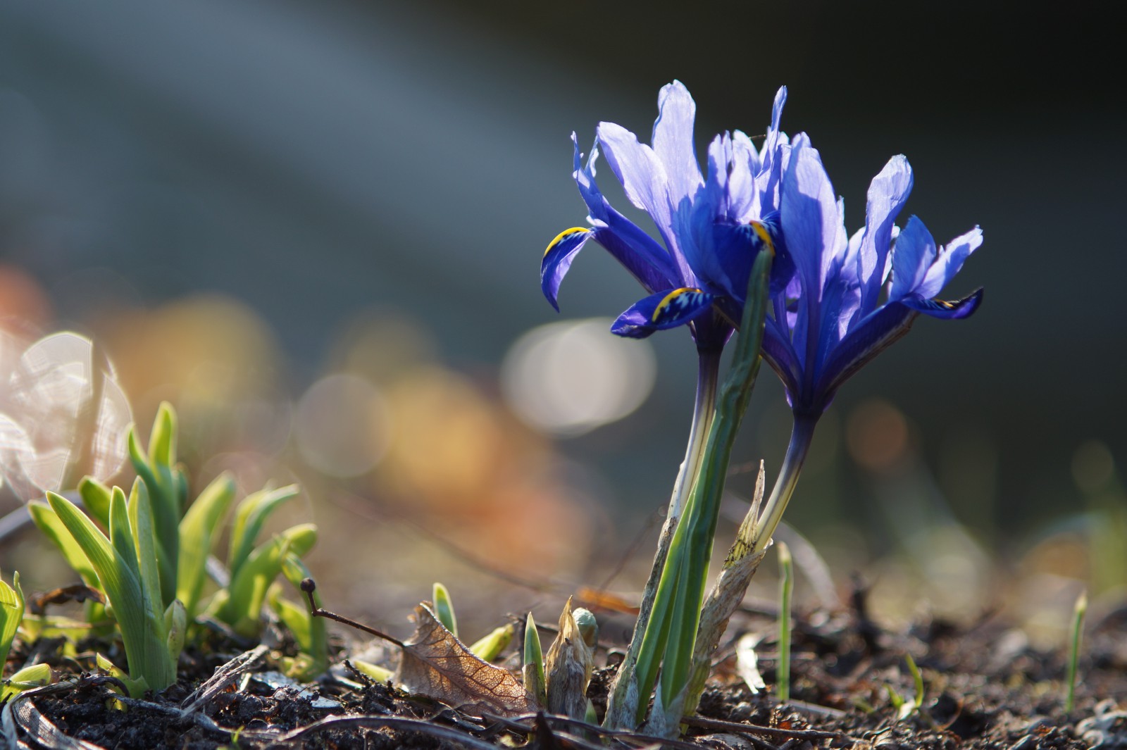 Erwachen der Zwergiris Erwachen der Zwergiris