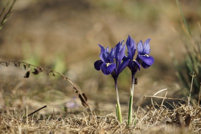  Zwerg-Iris