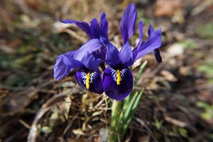  Iris power duo