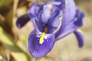 Jetzt rockt der Vorfrühling Jetzt rockt der Vorfrühling