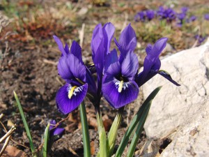 Kleine blaue Netziris Kleine blaue Netziris