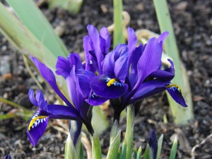 Kleine blaue Zwergiris Kleine blaue Zwergiris