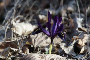 Kleine Schwertlilie lila Kleine Schwertlilie lila