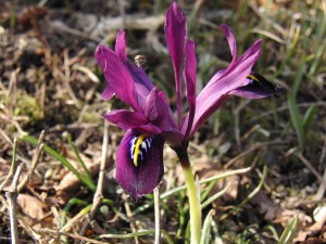 Kleine Iris violett 1 Kleine Iris violett 1