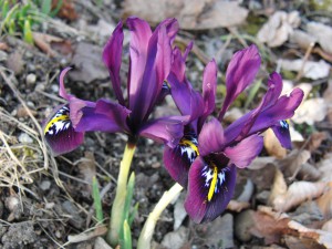 Netzblattiris violett Netzblattiris violett