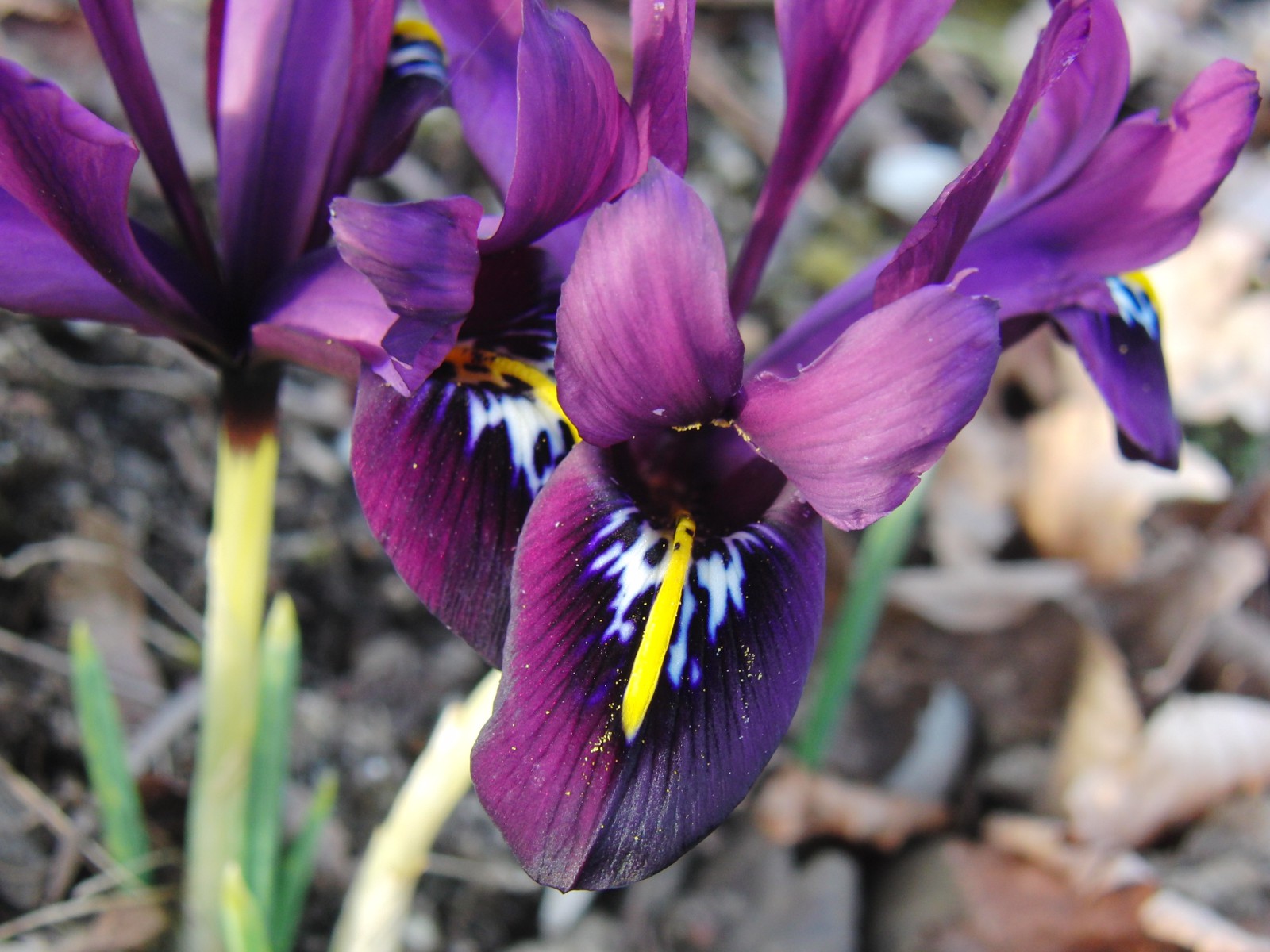 Netziris Blüte Netziris Blüte