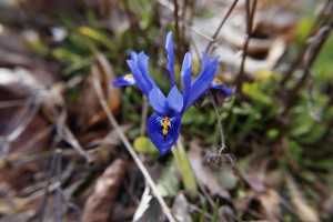  Reinkarnation der blauen Iris