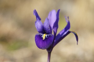 Schönheit im Vorfrühling Schönheit im Vorfrühling