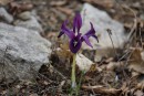 Violette sch&ouml;nheit im Vorfr&uuml;hling