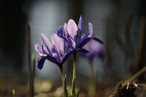 Zwerg-Iris im Gegenlicht Zwerg-Iris im Gegenlicht