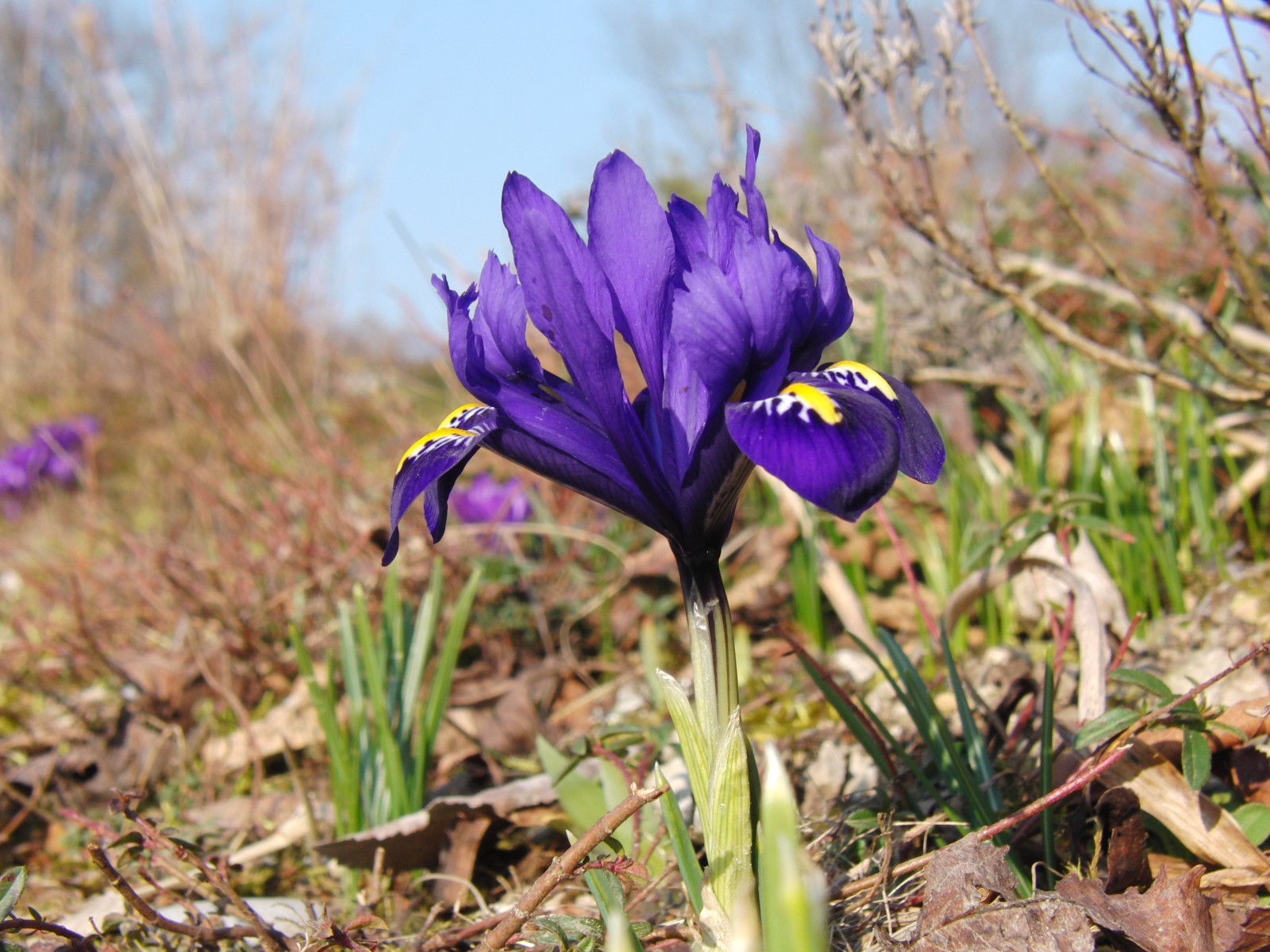 Zwergiris blau Zwergiris blau