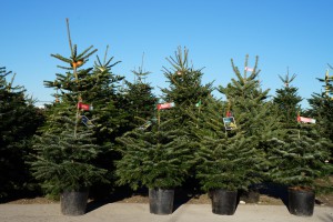 Christbäume zum Verkauf Christbäume zum Verkauf