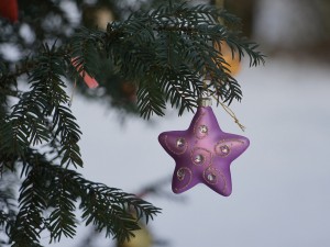 Lila Weihnachtsstern
