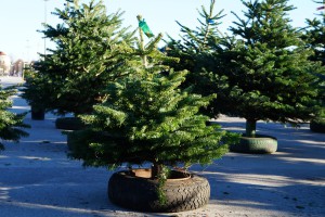 Weihnachtsbaum zum Verkauf Weihnachtsbaum zum Verkauf