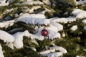 Weihnachtskugel-rot am Zweig Weihnachtskugel-rot am Zweig