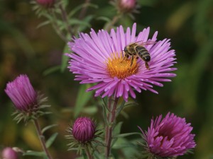 Asternblüte mit Biene