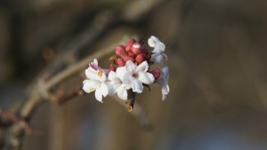 Blüten vom Winterschneeball Blüten vom Winterschneeball