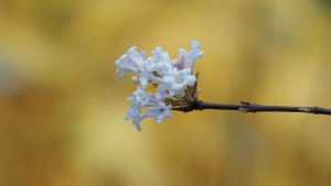 Blütenzauber im November Blütenzauber im November