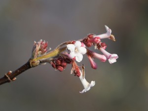 Blütenzauber im Winter