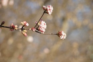 Blütenzweig des Wnterschneeballs im Januar