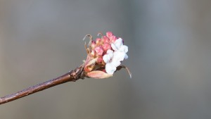 Blütenzweig im Januar