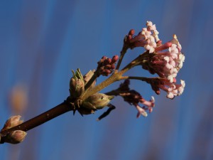 Bodnant-Schneeball Blüte im Dezember Bodnant-Schneeball Blüte im Dezember