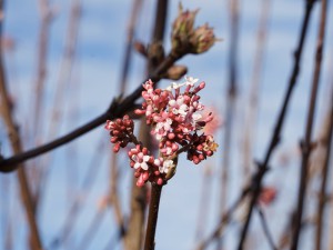 Bodnant-Schneeball Blüte im Februar Bodnant-Schneeball Blüte im Februar