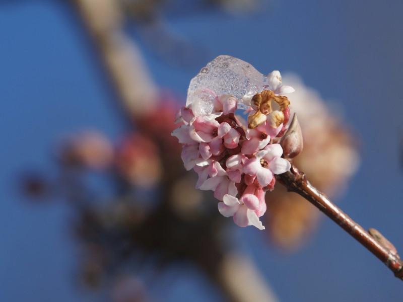 Bodnant-Schneeball Blüte mit Eis