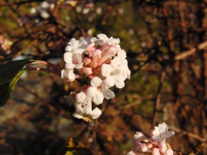 Bodnant-Schneeball rosa Bodnant-Schneeball rosa