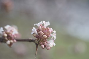 Bodnant-Schneeballblüte im Januar