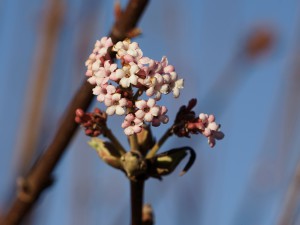 Dezemberblüte von Bodnant-Schneeball Dezemberblüte von Bodnant-Schneeball