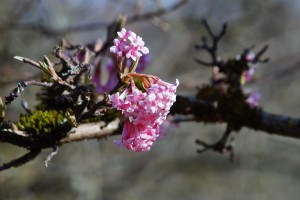 Schneeball-Bodnant rosa Schneeball-Bodnant rosa