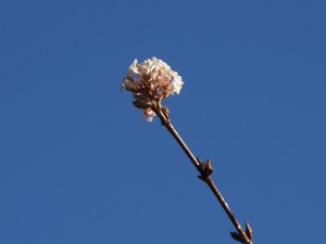 Schneeballblüte vor blauen Himmel Schneeballblüte vor blauen Himmel