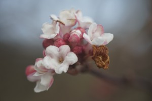 Winterblüte 