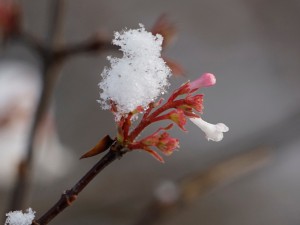 Winterblüte Bodnant
