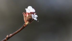 Winterschneeball Blüten