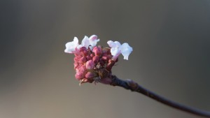 Winterschneeball Blüten und Knospen Winterschneeball Blüten und Knospen
