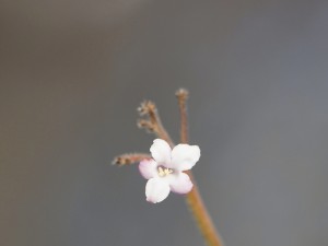 Zarte Blüte im Winter