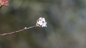Zweig mit Blüte vom Winterschneeball
